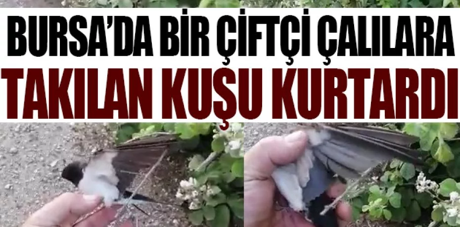 Bursa’da bir çiftçi çalılara takılan kuşu kurtardı