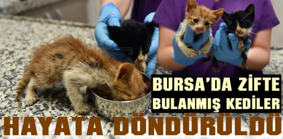 Bursa’da zifte bulanmış kediler hayata döndürüldü