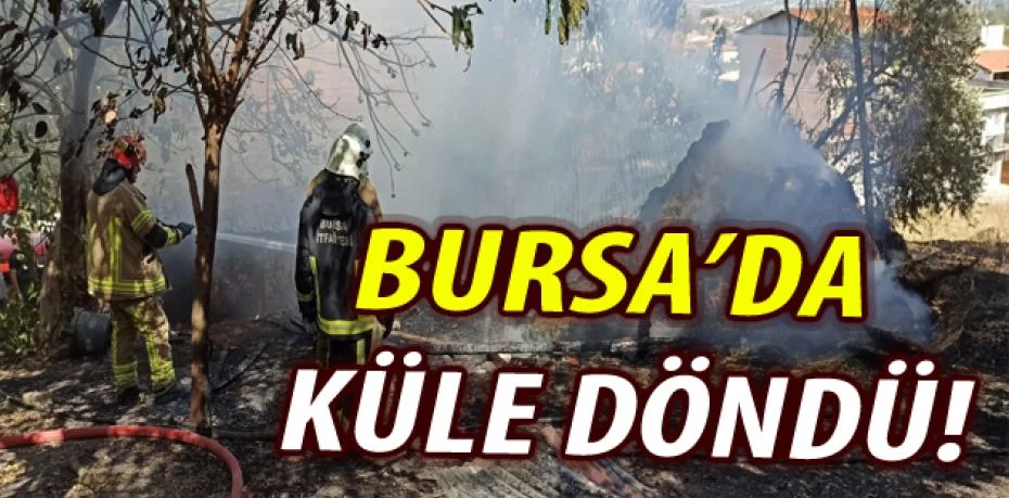 Bursa'da 'Benekli' ismi verilen inek yangından son anda kurtarıldı