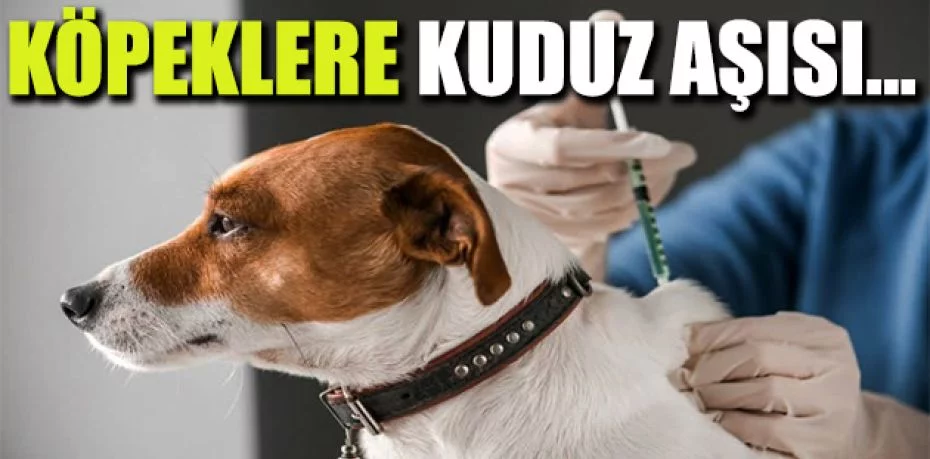 İznik'te köpeklere kuduz aşısı