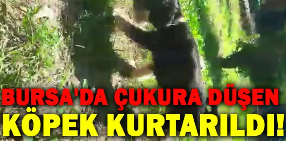 Bursa'da çukura düşen köpek, itfaiye tarafından kurtarıldı