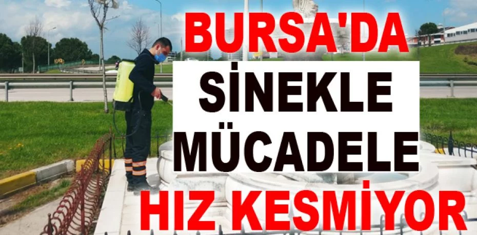 Bursa'da sinekle mücadele hız kesmiyor