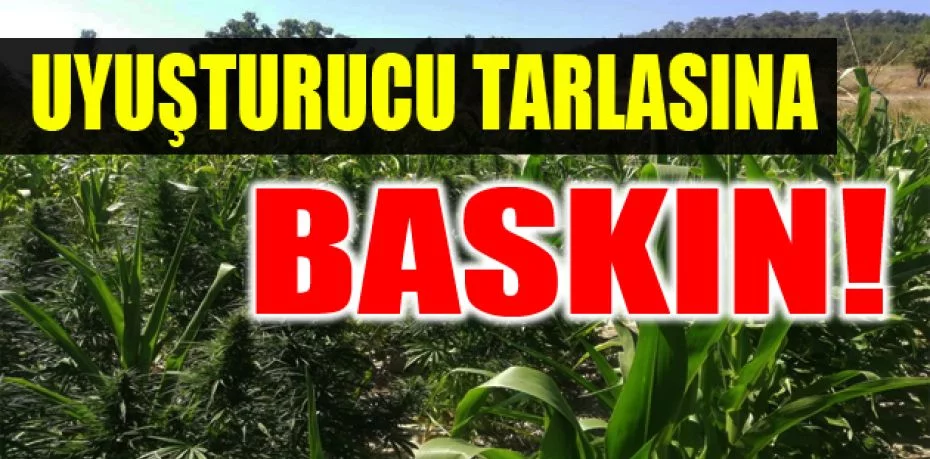 Bursa'da uyuşturucu tarlasına baskın
