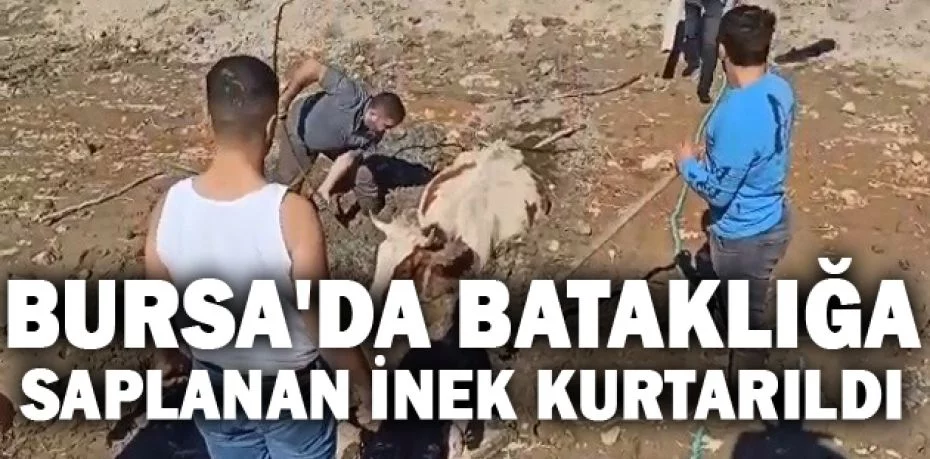 Bursa'da bataklığa saplanan inek kurtarıldı