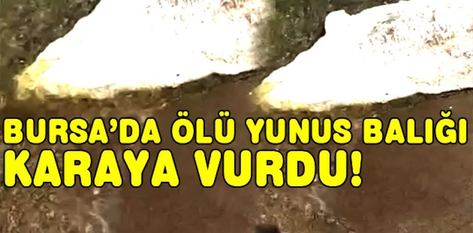 Bursa’da ölü yunus balığı karaya vurdu