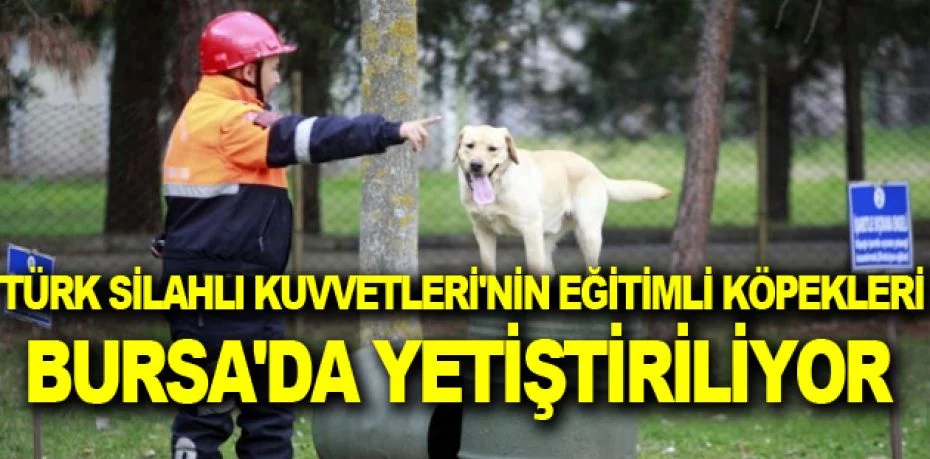 Türk Silahlı Kuvvetleri'nin eğitimli köpekleri Bursa'da yetiştiriliyor