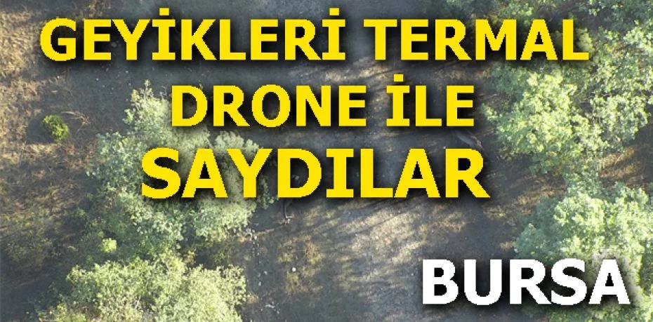 Bursa'da ormandaki geyikleri termal drone ile  saydılar