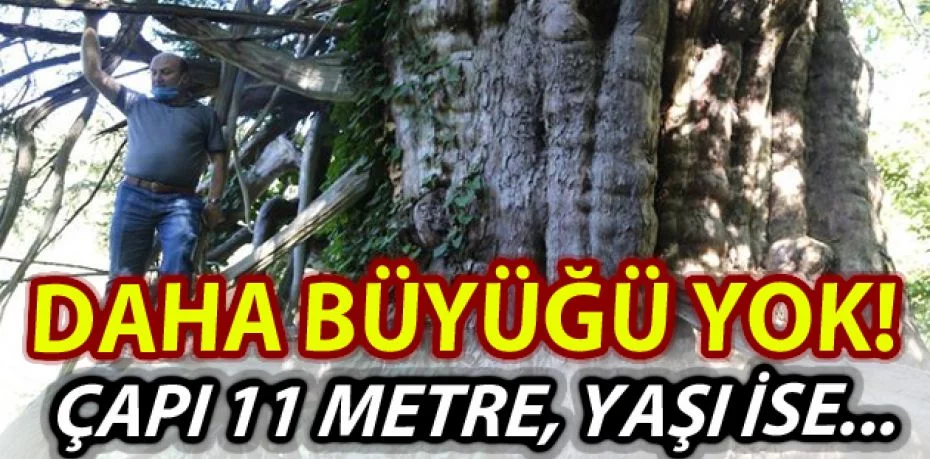 Türkiye’de daha büyüğü yok! En geniş çaplı porsuk ağacı Artvin’de tescillendi