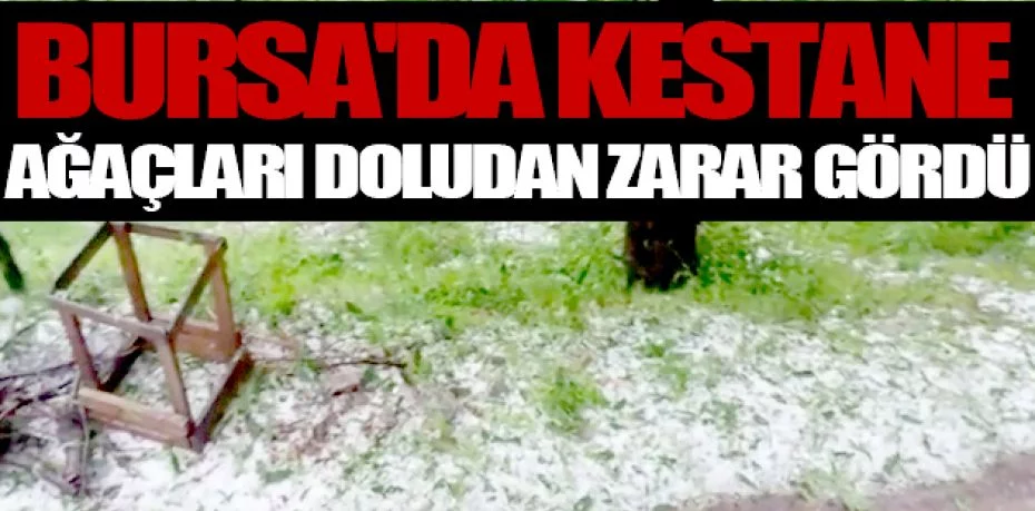Bursa'da kestane ağaçları doludan zarar gördü