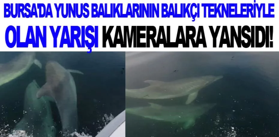 Bursa'da yunus balıklarının balıkçı tekneleriyle olan yarışı kameralara yansıdı