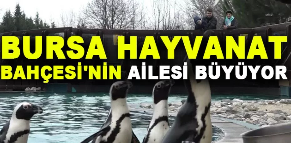 Bursa Hayvanat Bahçesi'nin ailesi büyüyor