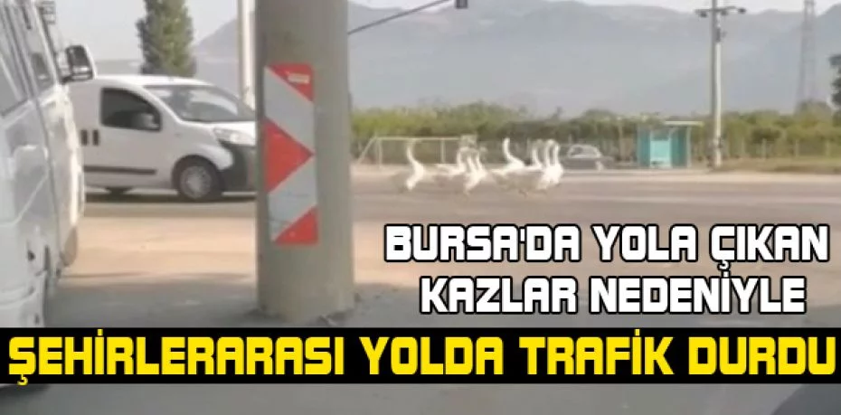 Bursa'da yola çıkan kazlar nedeniyle şehirlerarası yolda trafik durdu