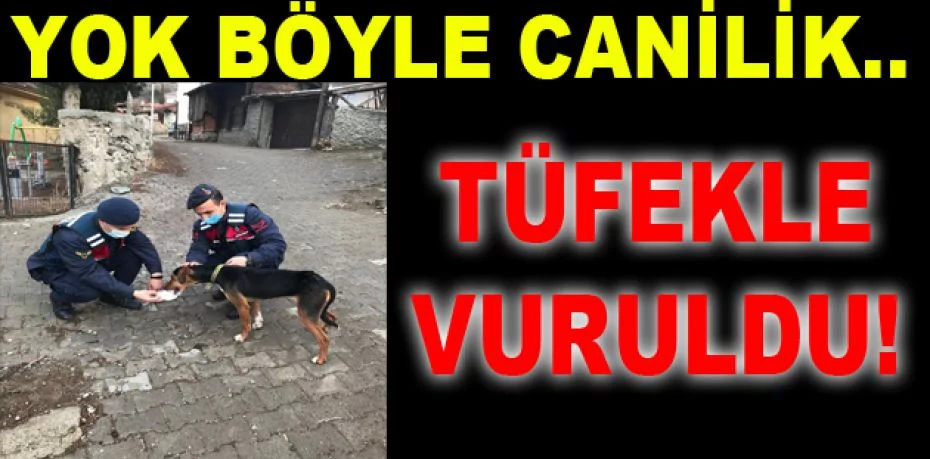 Bursa'da köpek tüfekle vuruldu