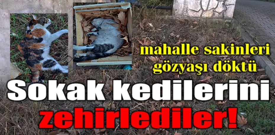 Bursa'da sokak kedilerini zehirlediler
