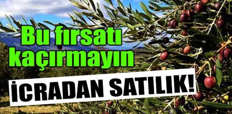 İzmir Bayındır'da 882 m² zeytinlik icradan satılıktır (çoklu satış)