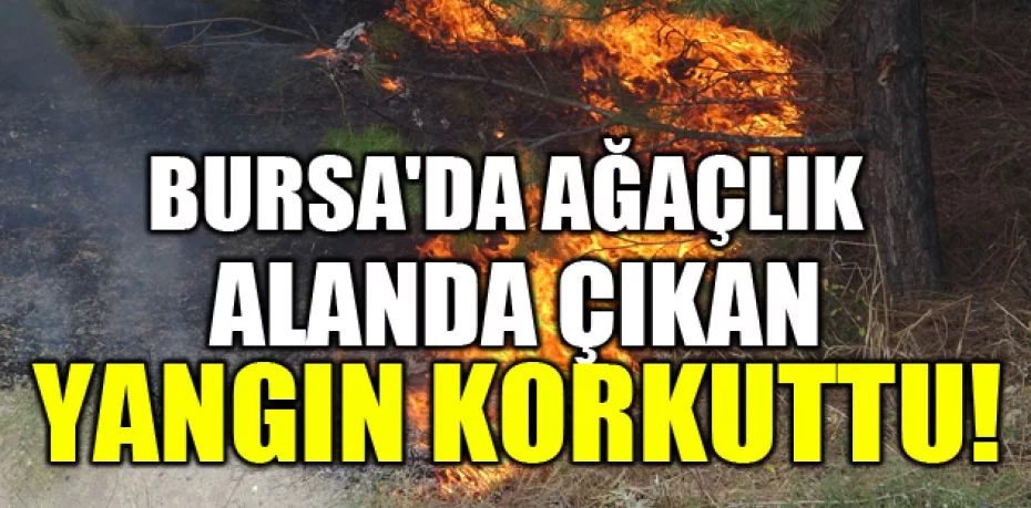 Bursa'da ağaçlık alanda çıkan yangın korkuttu