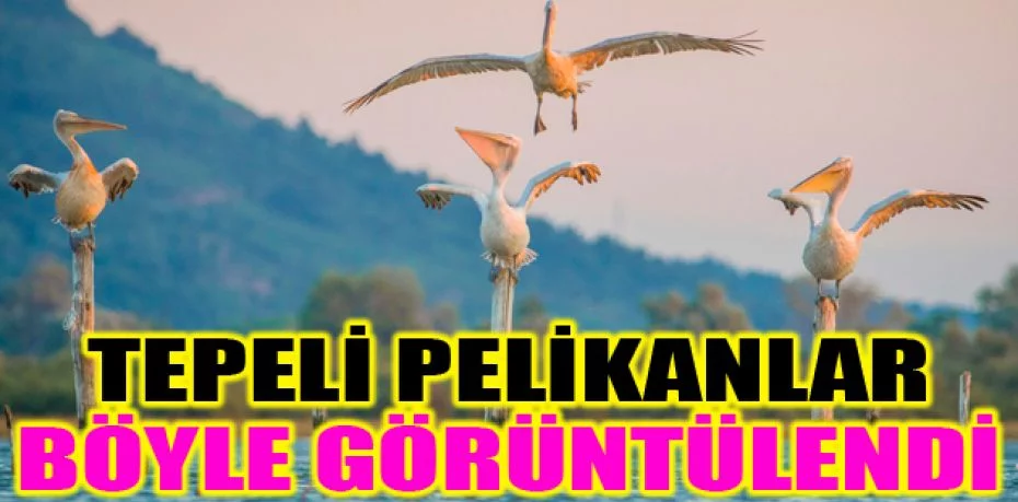 Tepeli pelikanlar Bursa'da