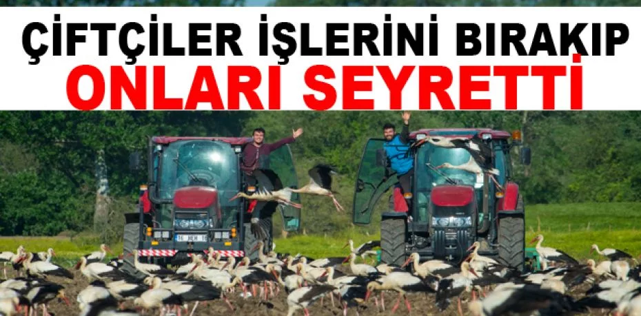 Bursa’da leylekler beslendi, çiftçiler işlerini bırakıp seyretti