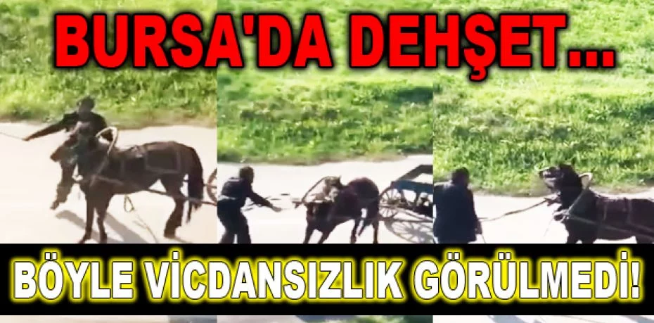 Bursa'da dehşet...Yükü çekmeyen atı böyle kırbaçladı