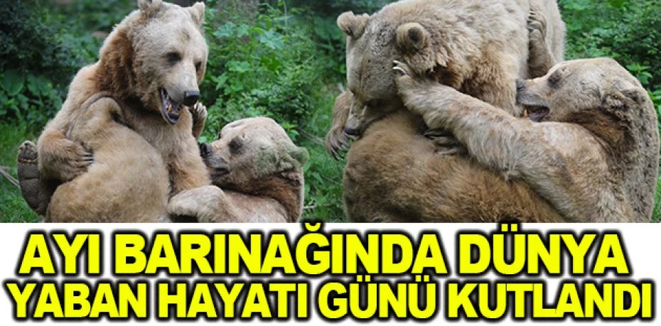 Türkiye’nin tek ayı barınağında Dünya Yaban Hayatı Günü kutlandı