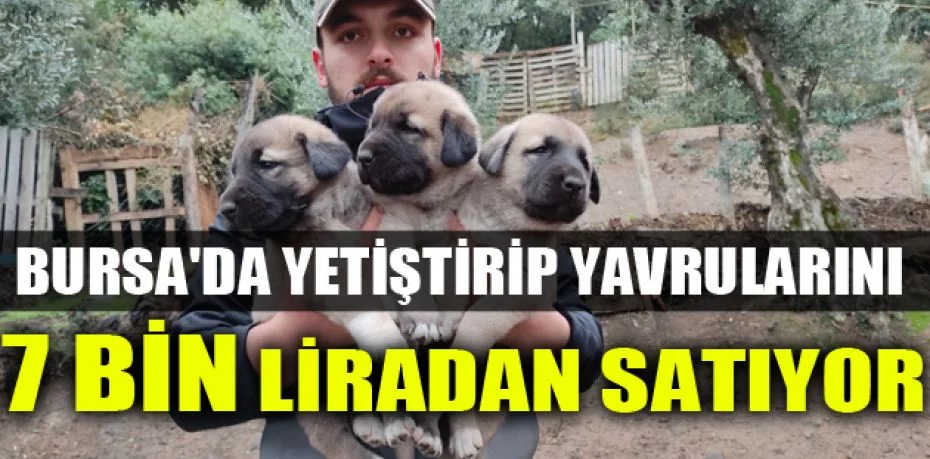 Sivas kangallarını Bursa'da yetiştirip yavrularını 7 bin liradan satıyor