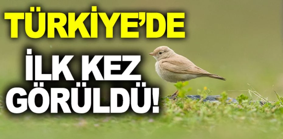Türkiye’de ilk kez 'Küçük Çöl Toygarı’ görüldü