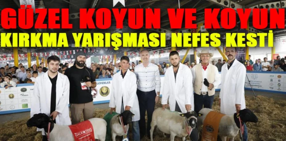 Bursa’da güzel koyun ve koyun kırkma yarışması nefes kesti
