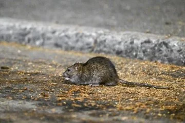 ABD'de fare istilası