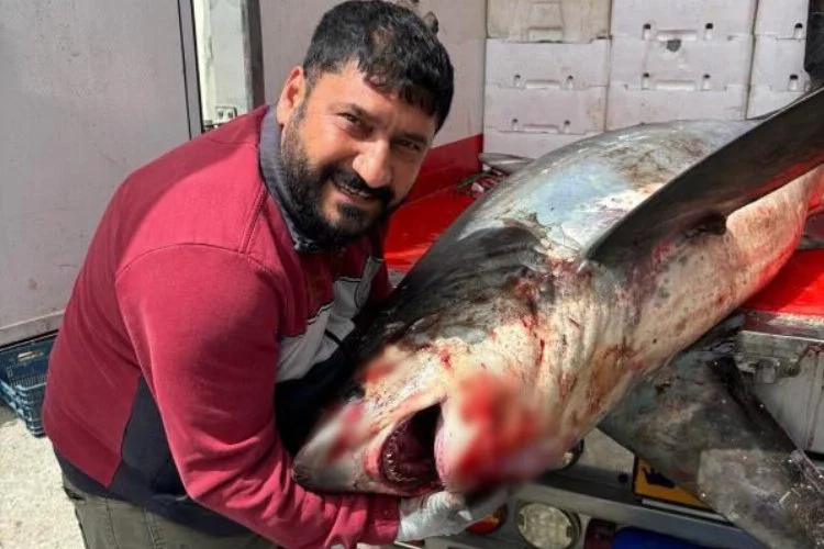 Açıklarda 200 Kiloluk Köpek Balığı Ağlara Takıldı