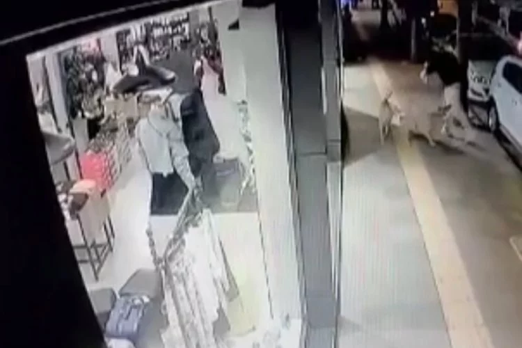 Bir gencin başıboş köpeğin saldırısına uğradığı an kamerada