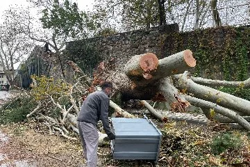 Yer:Bursa  250 yıllık tarihi çınar  ağacı devrildi! Fırtına onu yerinden söktü