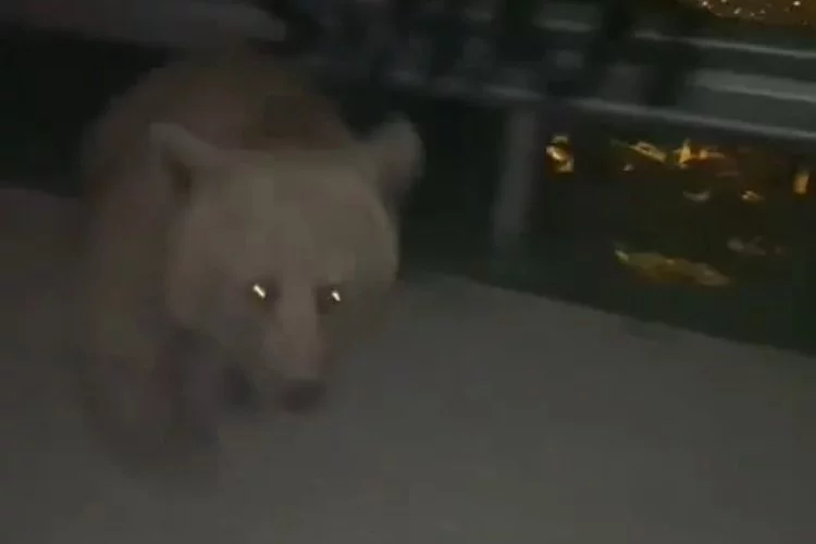Bursa'da korku dolu anlar!Yavrusunu korumak isteyen ayı otomobile saldırdı
