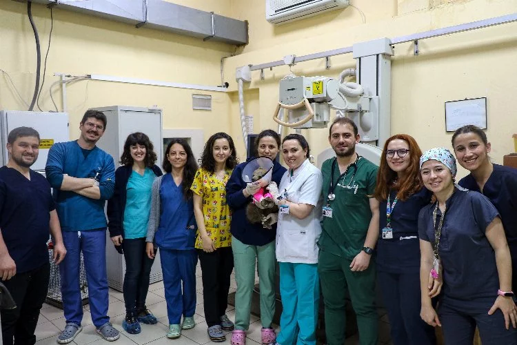 1,5 aylık yavru ayı ''Mayıs''Bursa'da ameliyat oldu.Sağlığına kavuştu