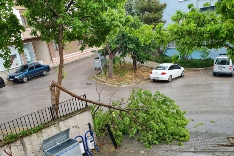 Bursa'da ağaca yıldırım düştü