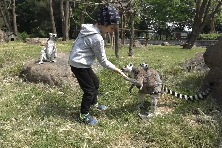 Bursa'da minik öğrenciler Hayvanat Bahçesi'nde lemurlara elleriyle muz yedirdi