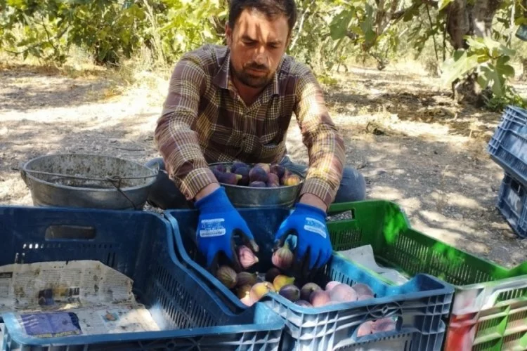 Bursa'da siyah incirin fiyatı üreticiyi tatmin etmiyor