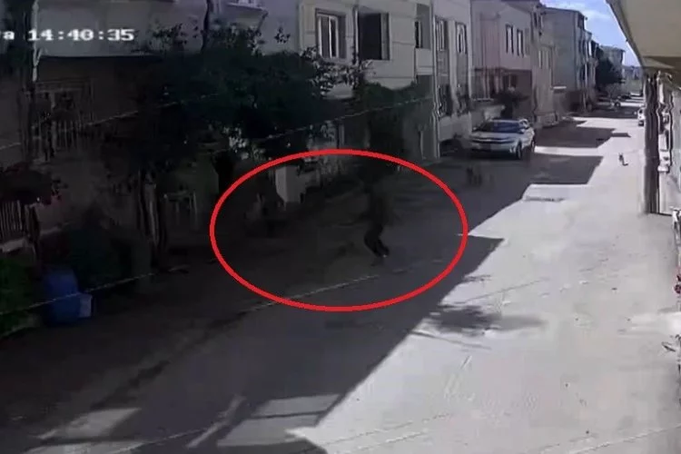 Bursa'da Sokak Köpekleri 3 Çocuğa Saldırdı, Olay Anı Kameraya Yansıdı