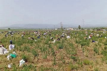 Çiftçinin Bedava Soğan Dağıtımı Binlerce Kişiyi Tarlaya Çekti