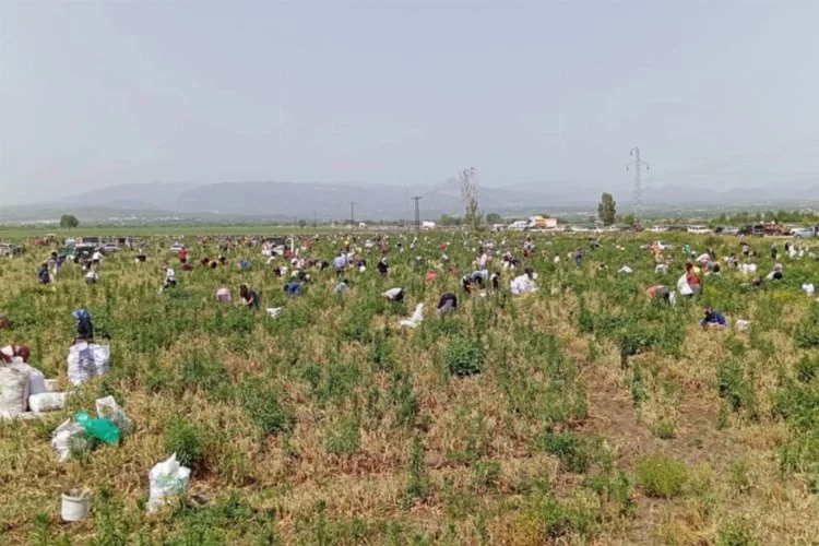 Çiftçinin Bedava Soğan Dağıtımı Binlerce Kişiyi Tarlaya Çekti