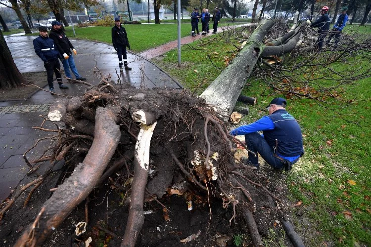 Lodosun yıktığı enkazlar temizleniyor! 350 ağaç kaldırıldı