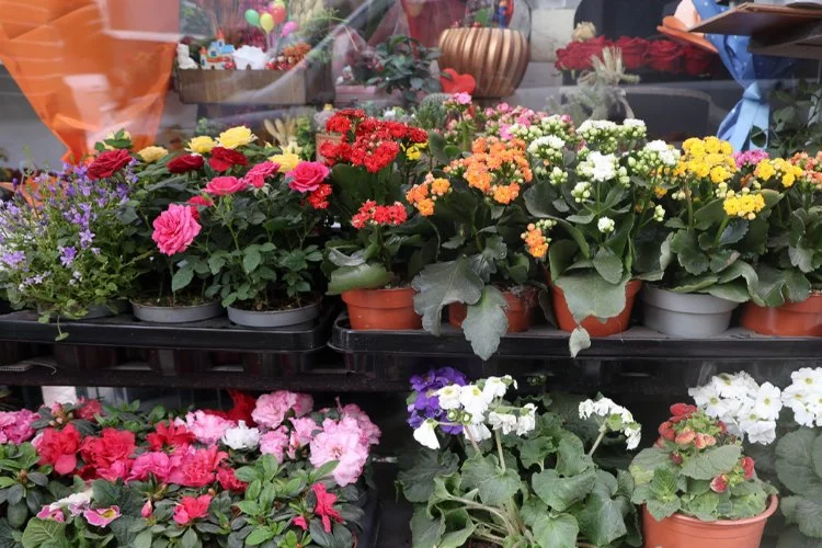Enkaz kentte son 1 yılda en çok tercih edilen mezarlık çiçeklerine 14 Şubat’ta da yoğun ilgi
