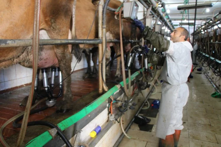Gökhöyük’ün ‘süt makinesi’ jersey inekleri
