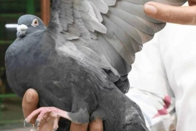 Hindistan'ın casusluk suçlamasıyla gözaltına aldığı güvercin serbest bırakıldı