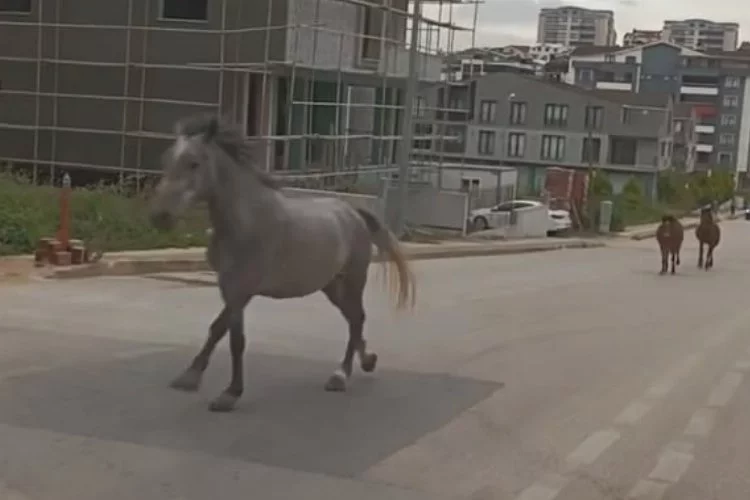 Kent merkezinde başıboş atlar caddeyi hipodroma çevirdi