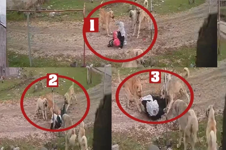 Köpeklerin yaşlı kadına saldırı anı güvenlik kamerasına böyle yansıdı