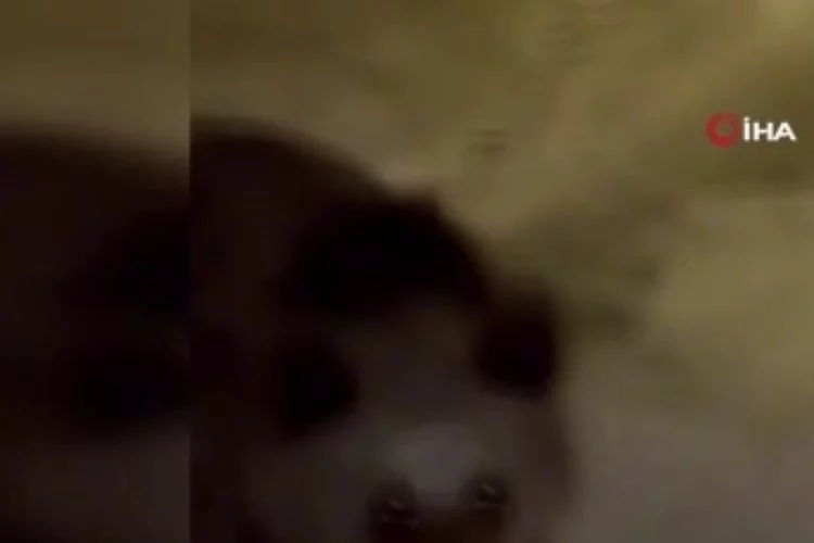 Korku dolu anlar kamerada, sinirlenen ayı böyle saldırdı