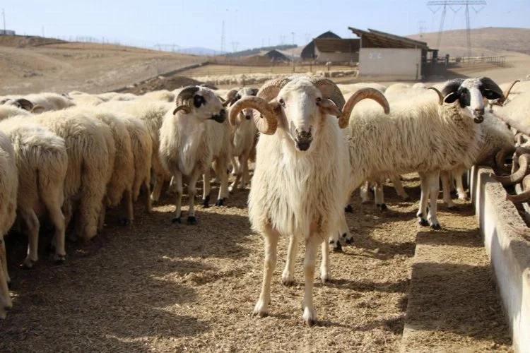 Koyun sürüsü durmadan döndü, Çin’deki görüntüler akıllara geldi
