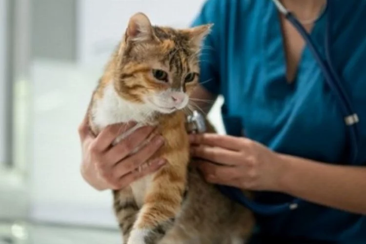 Ölümcül salgına karşı kedilere koronavirüs hapı verilecek