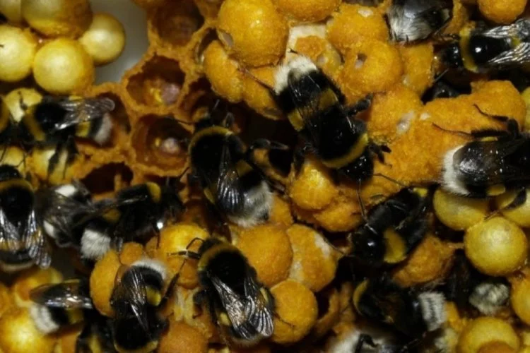 Seralar için laboratuvar şartlarında 'bombus arısı' üretildi