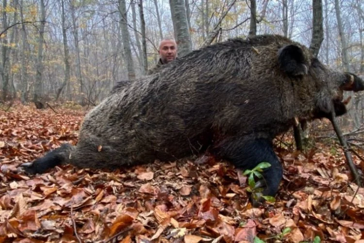 Tokat'ta avcılar 459 kilo ağırlığında domuz avladı